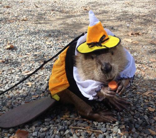 Beavers love trick-or-treats at the Orange County Zoo's Halloween Zoo-tacular,