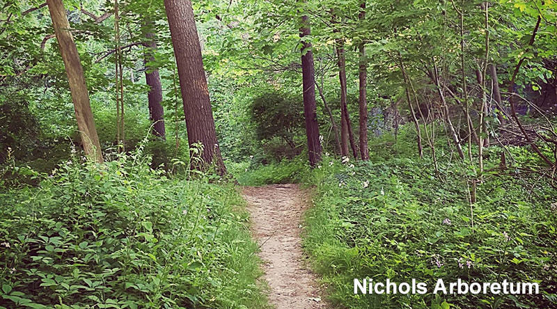 Nichols Arboretum