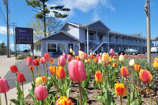 Brio Entrance Tulips