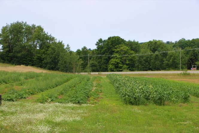 9 Bean Rows