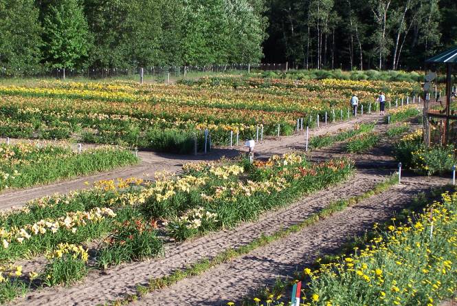 Lily Farm