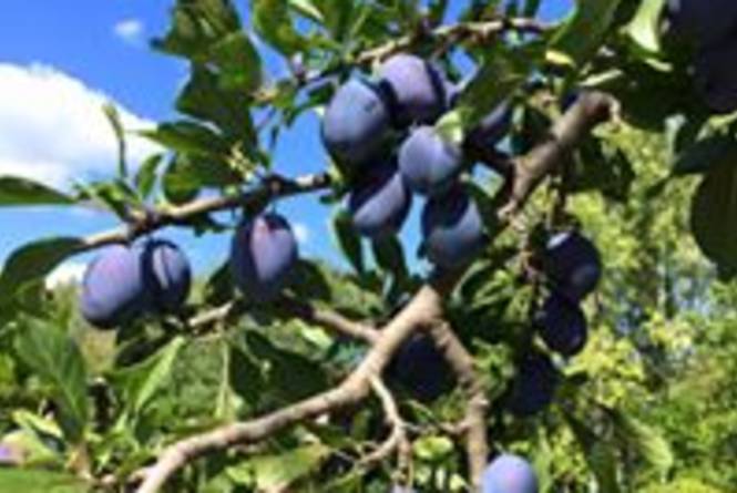 Buchan's Blueberry Hill
