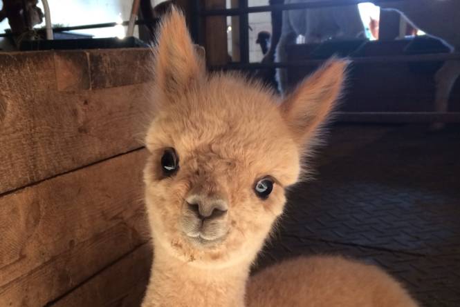 Crystal Lake Alpaca Farm & Boutique
