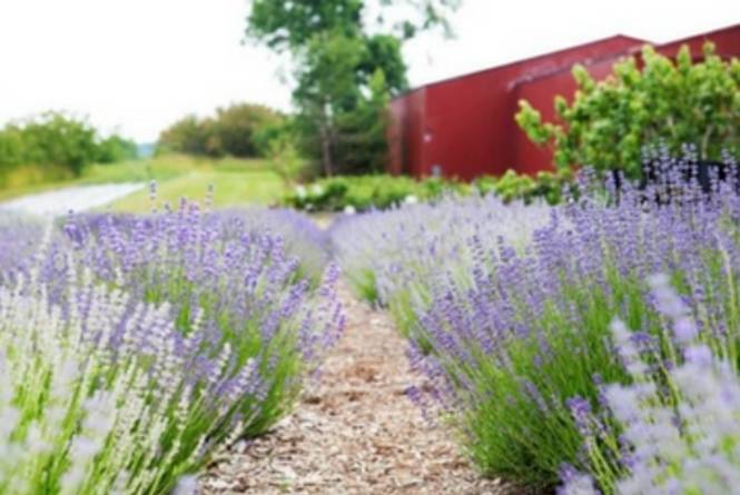 Harbor View Nursery & Lavender Farm