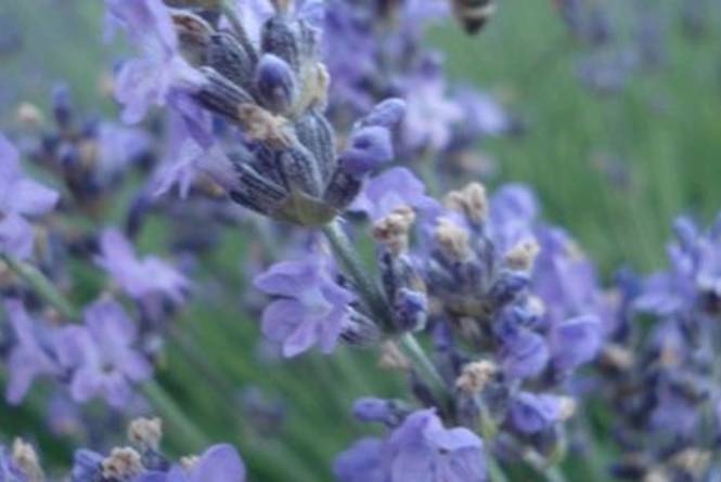 Leelanau Lavender