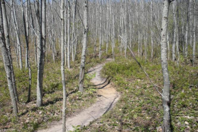 Vasa Pathway