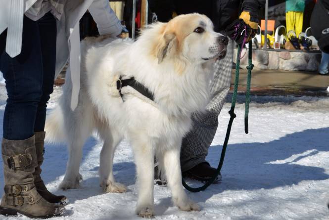 Deerfield Dog Lodging