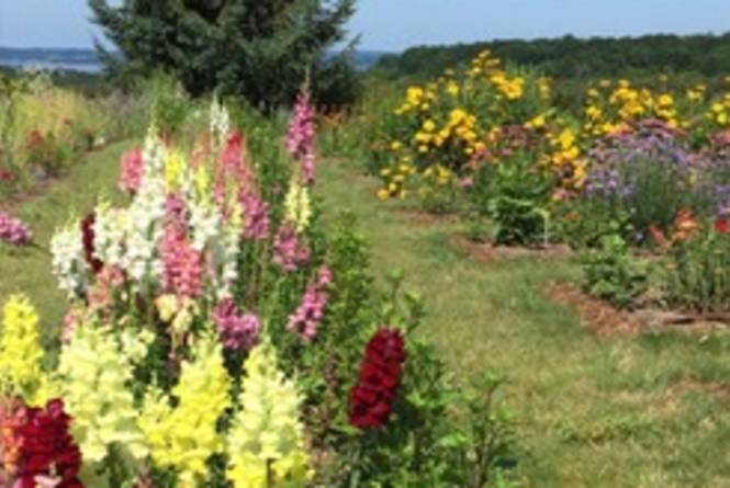 Old Mission Flowers Traverse City Mi 49686