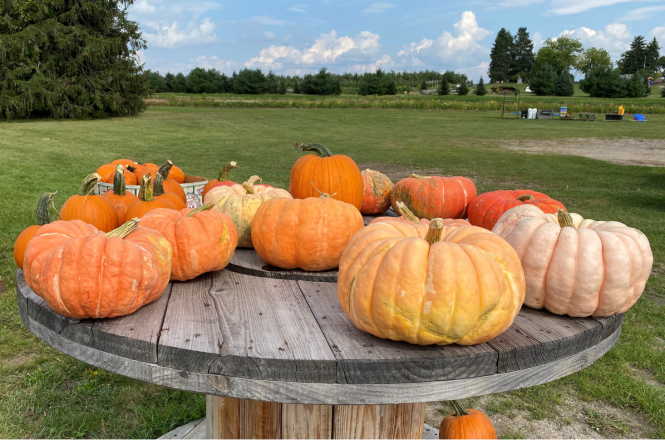 Corn Maze and Pumpkin Painting Traverse City, MI 49684 Corn Maze and Pumpkin Painting Traverse City, MI 49684