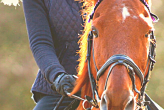 Equestrian Center Horse