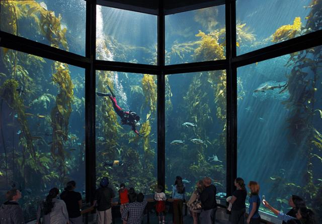 Kelp Forest at the Monterey Bay Aquarium