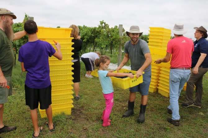 Community gathers to for emergency grape harvest at Grace Hill Winery in Whitewater KS