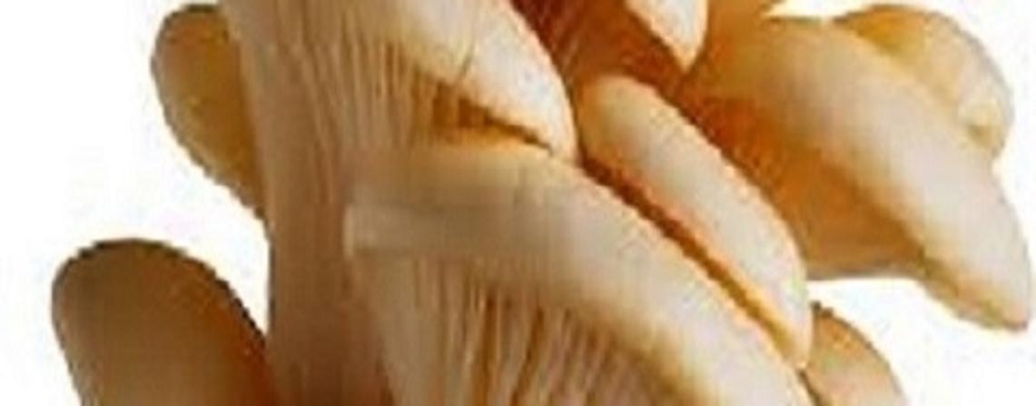 Mushroom Class