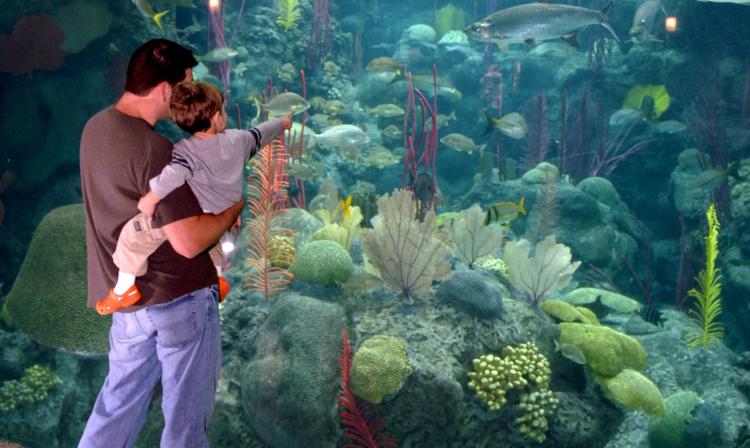 The Florida Aquarium Pointing