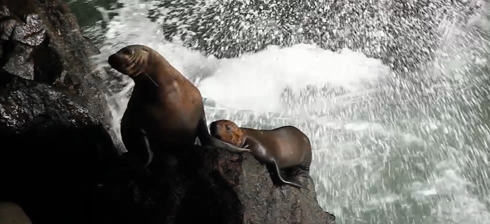 Sea Lions at the Sea Lion Cave in Florence