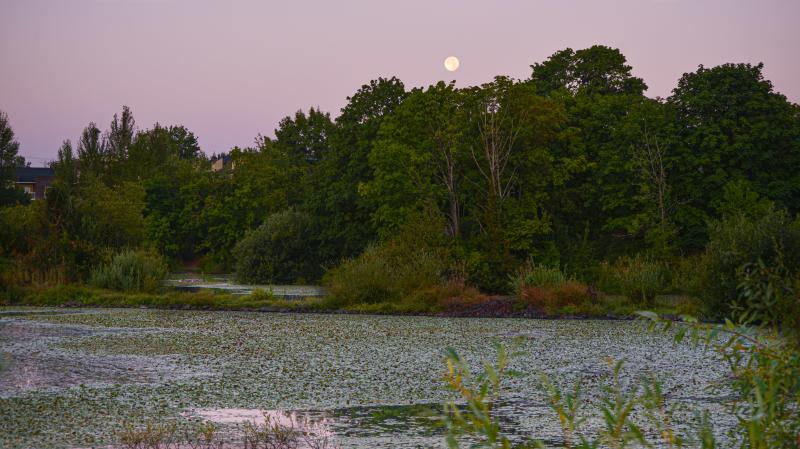 Delta Ponds moonrise by Melanie Griffin Delta Ponds moonrise by Melanie Griffin