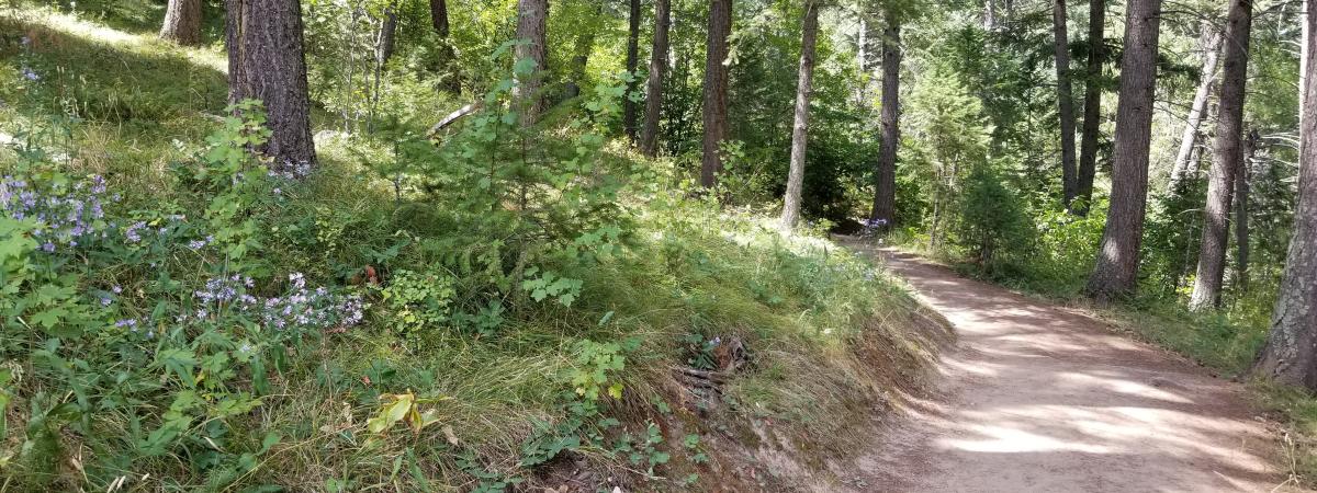 Trees growing along Ranger Trail