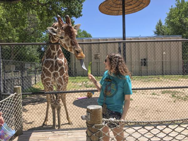 Teenager feeding a giraffe lettuce at Lee Richardson Zoo