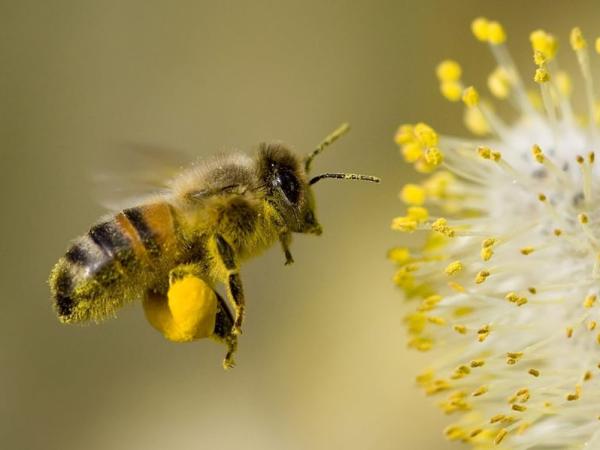 Photo of bee in front of a yellow flower