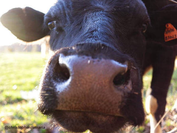 Close up of cow's nose and face