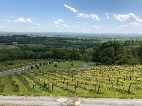 Bluemont Vineyard