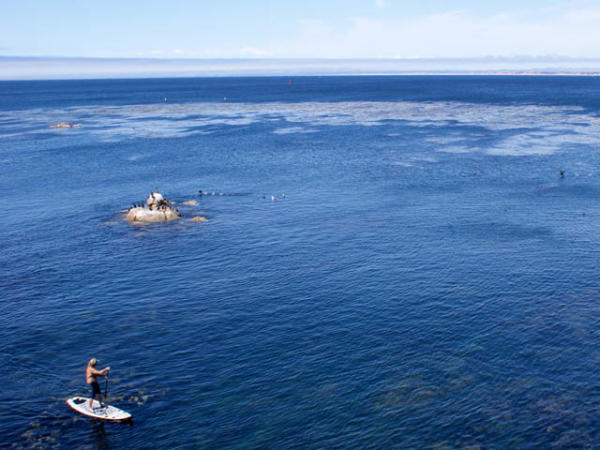 A woman Paddle Boarding on Monterey Bay.