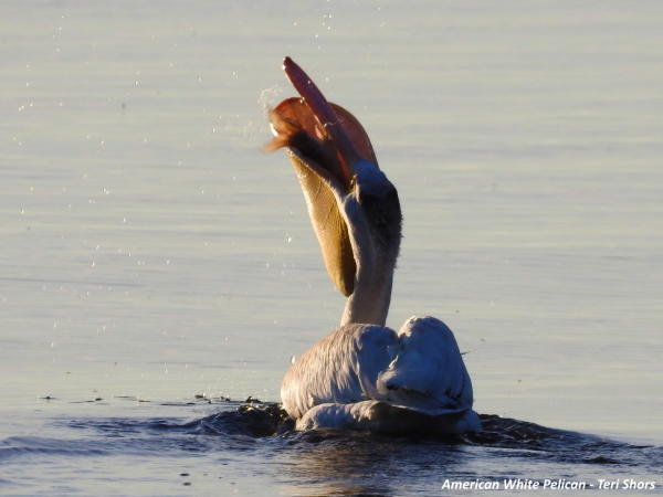 American White Pelican