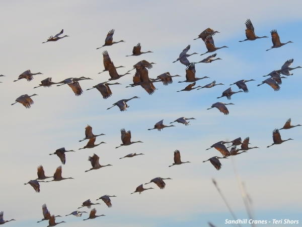 Sandhill Cranes