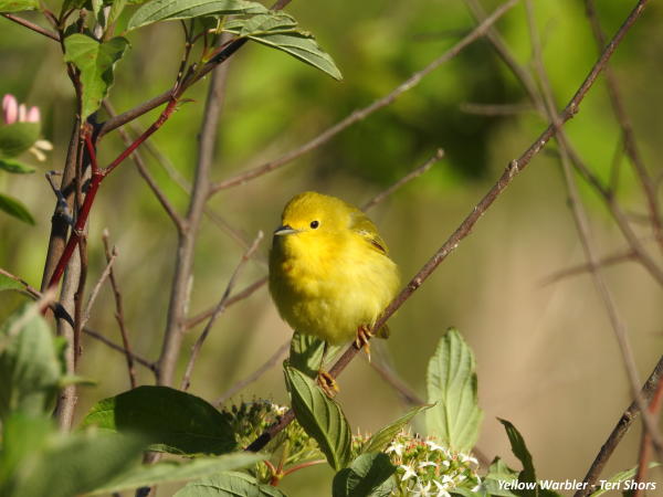 Yellow Warbler