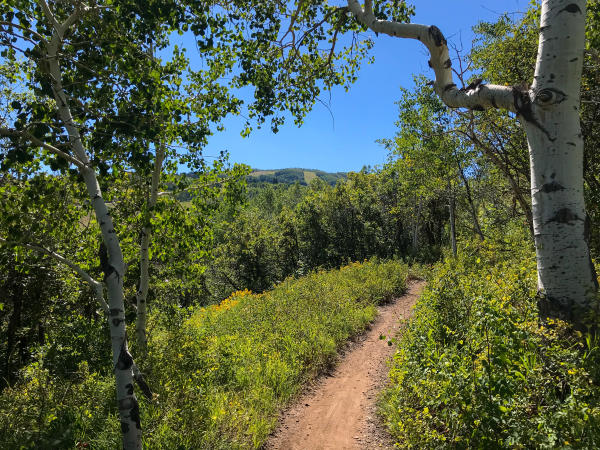 View of trail with green leaves surrounding the trail