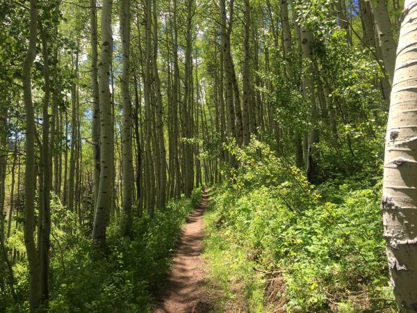 Hiking trail through aspen trees