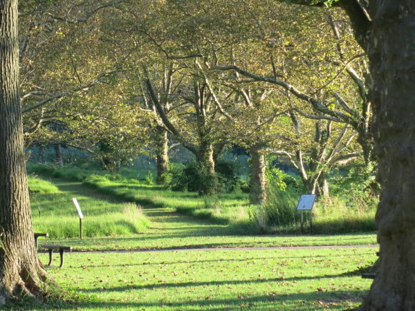 Wide open meadow