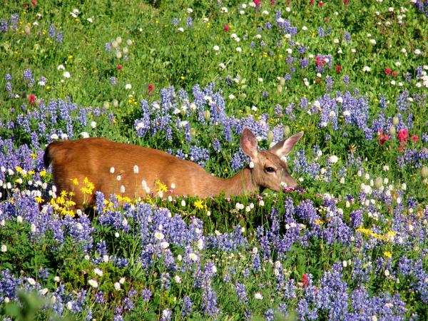 Deer at Paradise at Mount Rainier