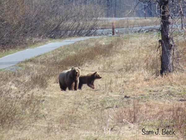 a bear and cub stand next to a bike path