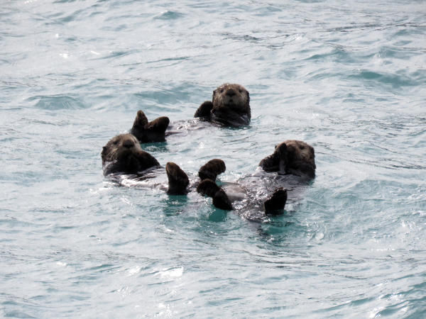 three sea otters floating together