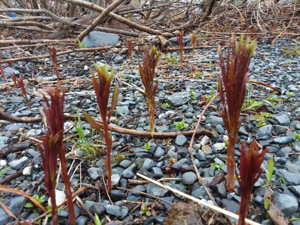 sprouting shoots of fireweed plant