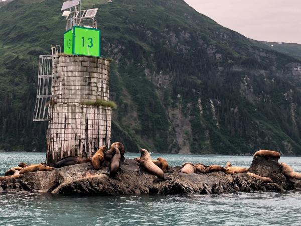 sea lions on a small island in Port Valdez