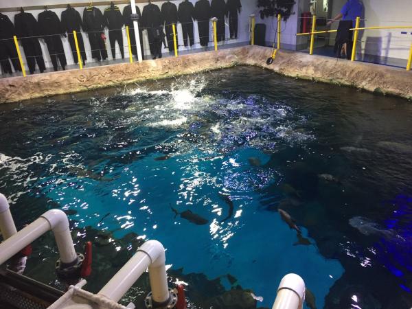 NC Aquarium at Fort Fisher shoals tank