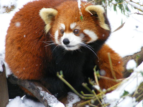 Red Panda Snow