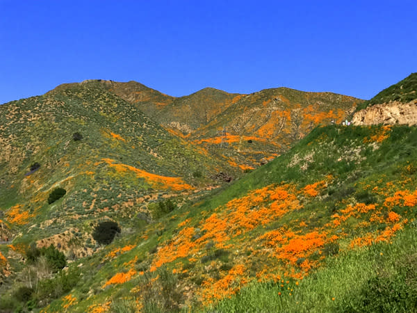 Poppies blanket the hills in southern California