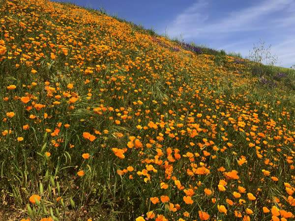 A hillside of poppies in southern California