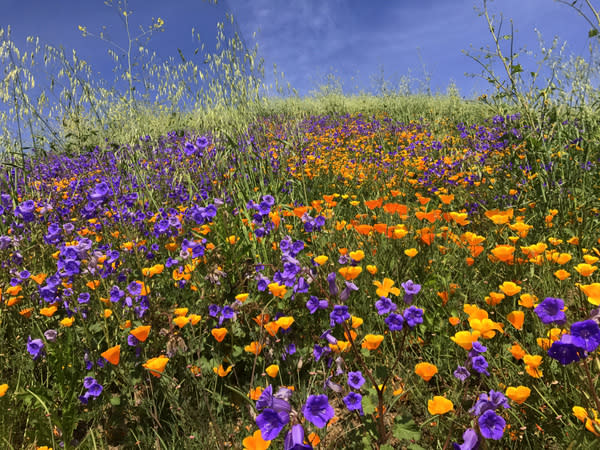 Wildflowers bloom in southern California