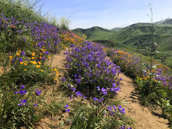 Wildflowers in the hills of southern California