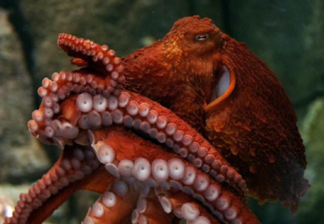Giant Pacific Octopus At Monterey Bay Aquarium In latin, some plurals end with an i. giant pacific octopus at monterey bay