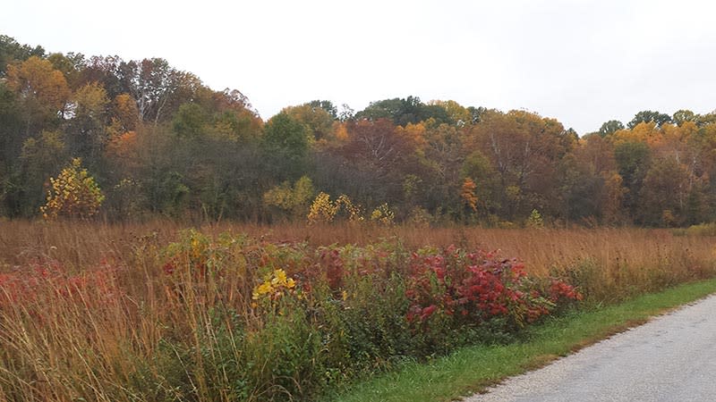 Fall Colors