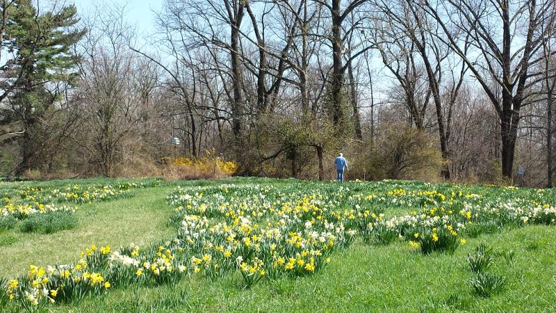 Daffodil field at Link Observatory