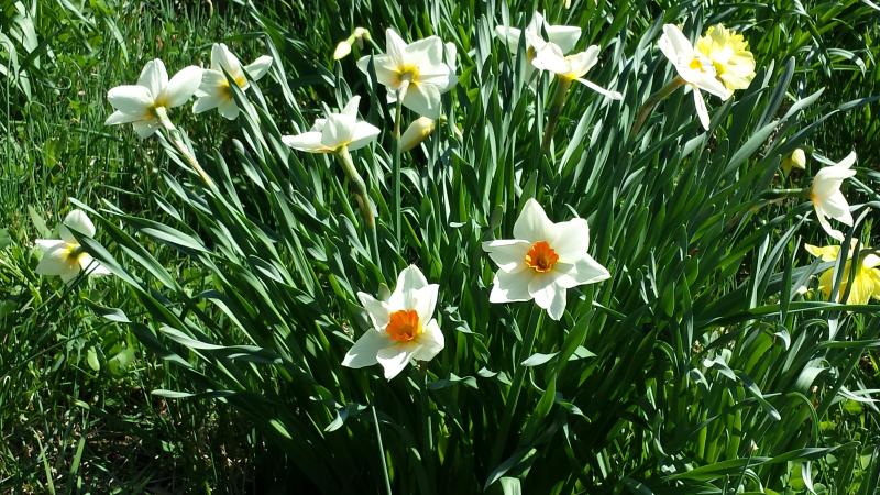 Orange & White Daffodils at Link Observatory