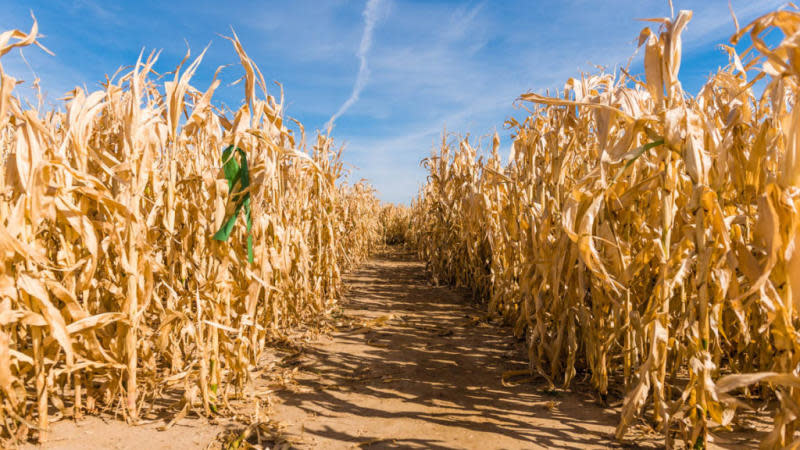 Dried Cornmaze at Green Acres in Casper, WY