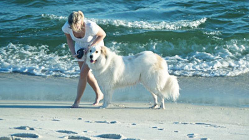Dauphin Island Real Estate Inc