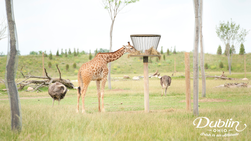 Zoo Zoom Background